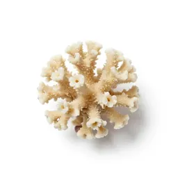 Coral drops