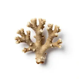 Coral root