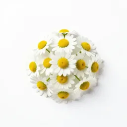Corn chamomile