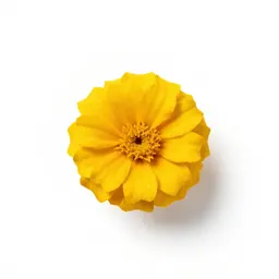 Corn marigold