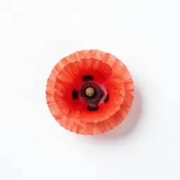 Corn poppy