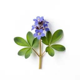 Corydalis