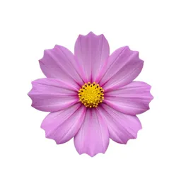 Cosmos