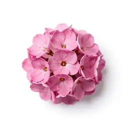 Cottage pink