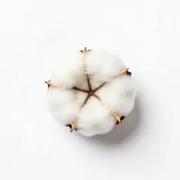 Cotton rose