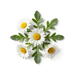 Cowpen daisy