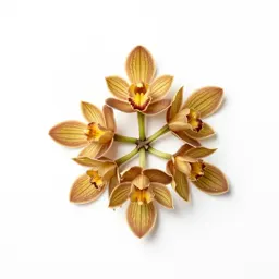 Crested coral root