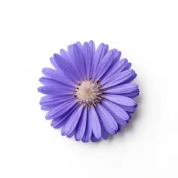 Crooked-stemmed aster
