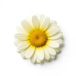 Crown daisy