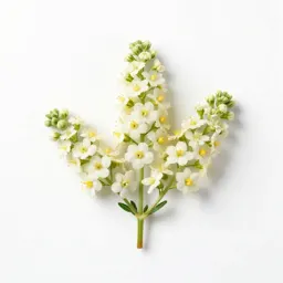 Crownbeard
