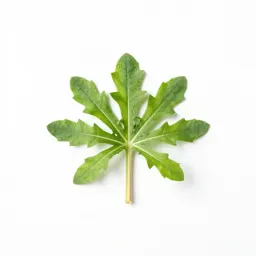 Cudweed