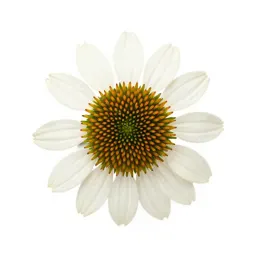 Cutleaved coneflower