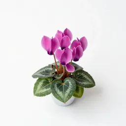 Cyclamen