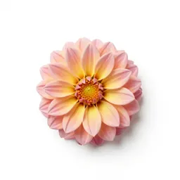 Dahlia