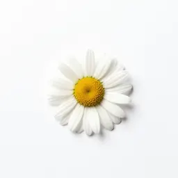 Daisy