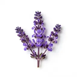 Damask violet