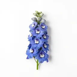 Delphinium