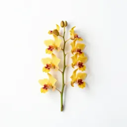 Dendrobium