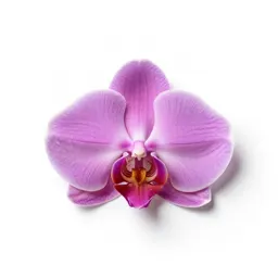 Disa