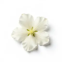 Felwort
