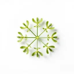 Fennel flower