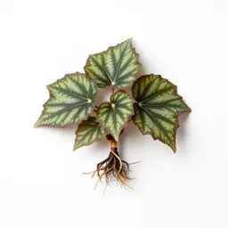 Fibrous-rooted begonia