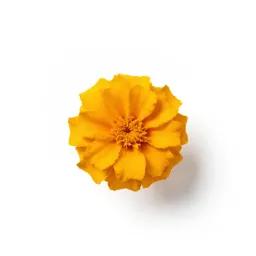 Fig marigold