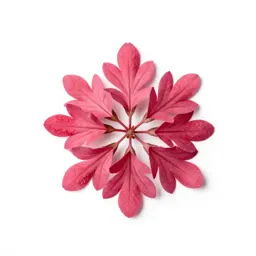 Fire pink