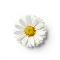 Flat-topped white aster