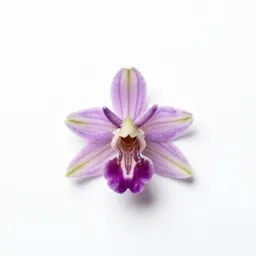 Fly orchid