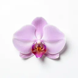 Fragrant orchid