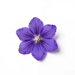 Fringed gentian