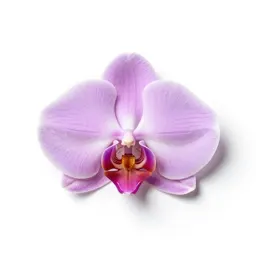 Fringed orchis
