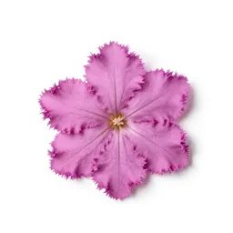 Fringed pink