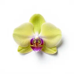Frog orchid