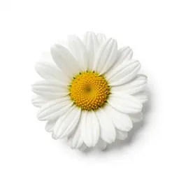 Gazania