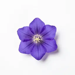 Gentian