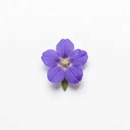Gentianella