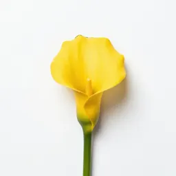 Golden calla