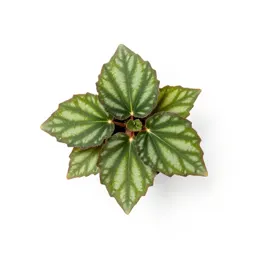 Grape-leaf begonia