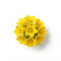 Great yellow gentian