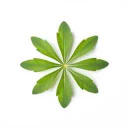 Heart-leaved aster