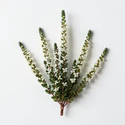 Heath aster