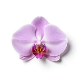 Helmet orchid