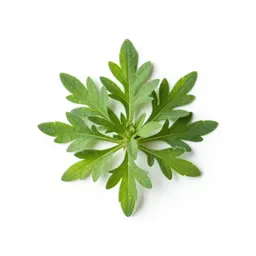 Herba impia