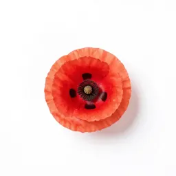 Horn poppy
