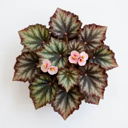 Hybrid tuberous begonia