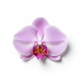 Jewel orchid