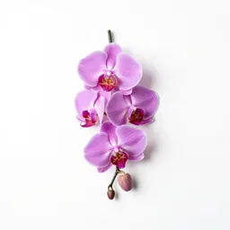 Jumping orchid