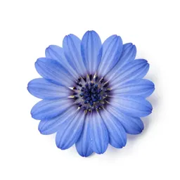 Kingfisher daisy